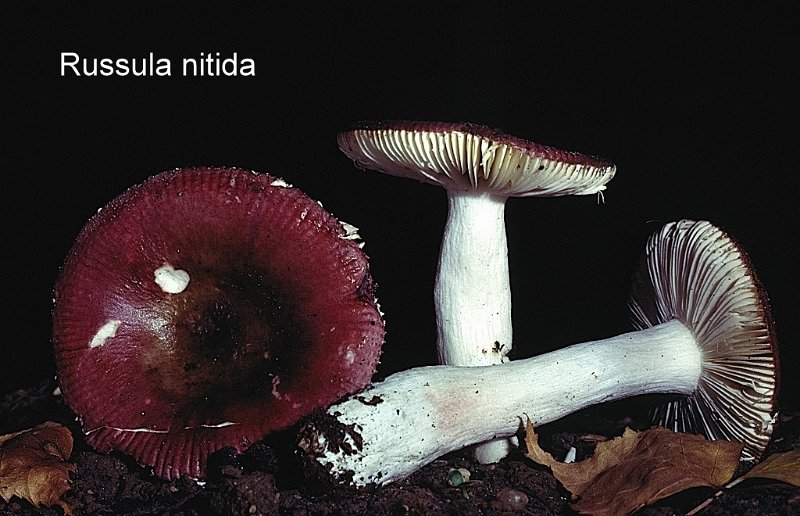 Russula nitida-amf1649.jpg - Russula nitida ; Syn: Russula venosa ; Nom français: Russule brillante des bouleaux